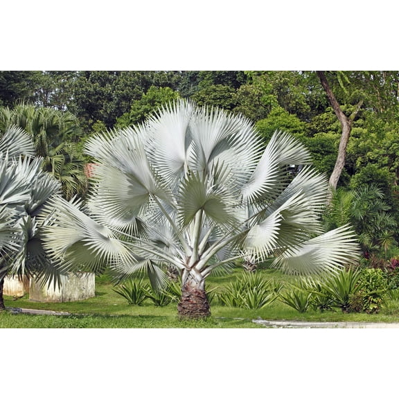 5 SILVER SAW PALMETTO Serenoa Repens American Dwarf Palm Tree Shrub Edible Fruit Sun or Shade Seeds