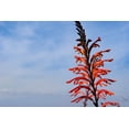 thumbnail image 1 of 5 Seeds AFRICAN FLAG Chasmanthe Floribunda Cornflag Red Orange Hummingbird Flower Seeds, 1 of 11