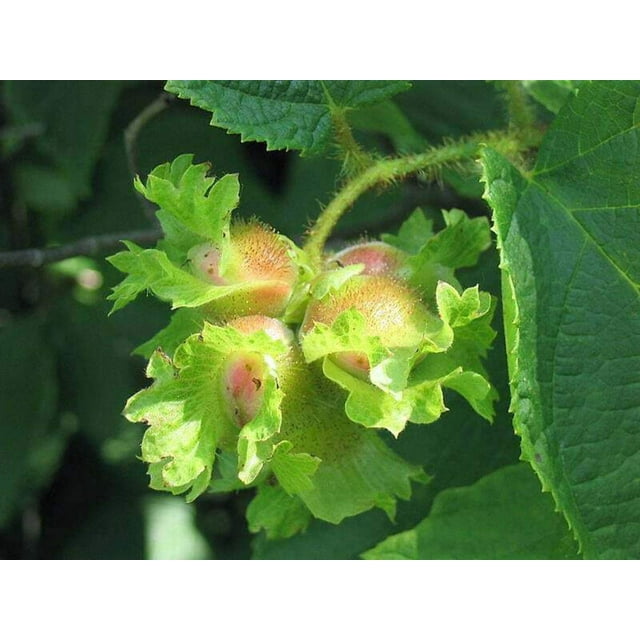 5 Seeds American Hazelnut (Filbert) Tree Corylus Americana for