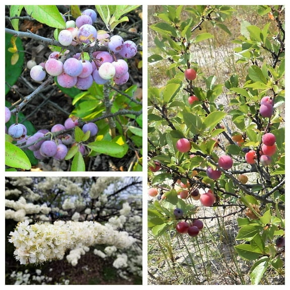 5 Seeds BEACH PLUM Prunus Maritima Native Edible Fruit Shrub Bush White Flower Seeds