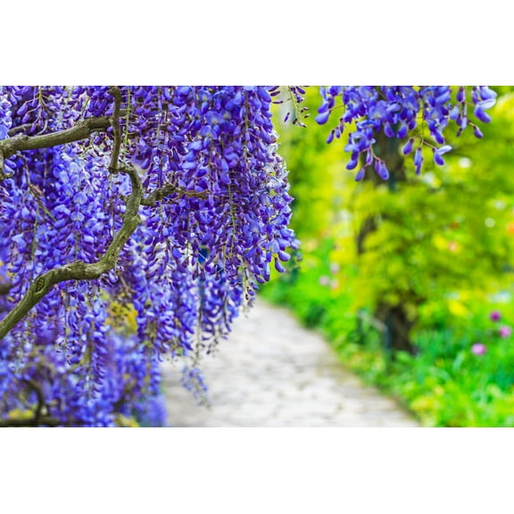 5 Seeds BLUE CHINESE WISTERIA Sinensis Ornamental Vine Climber Blue Violet Purple Flower Seeds