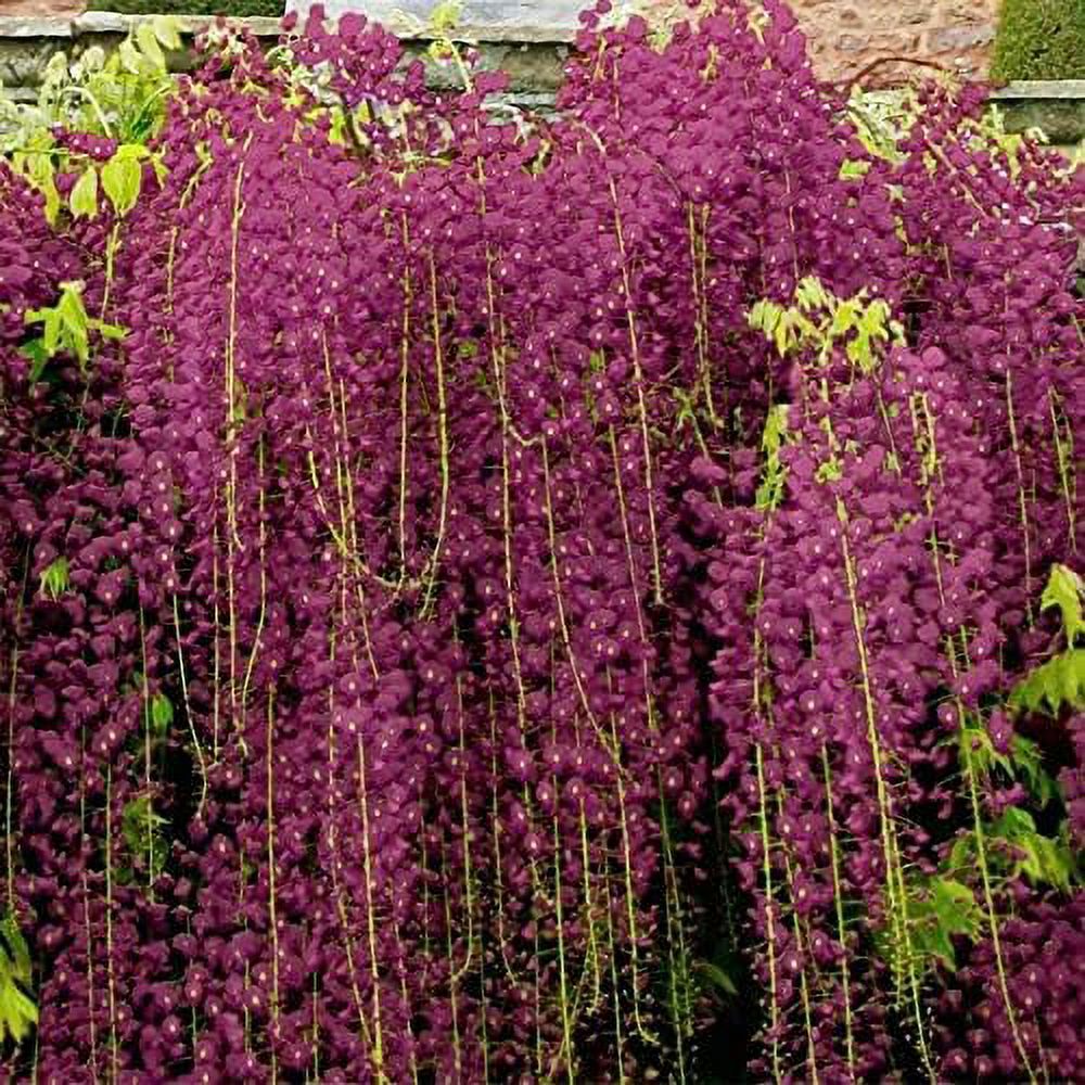 5 Seeds Black Dragon Wisteria Vine Climbing Flower Seeds Rare Tropical