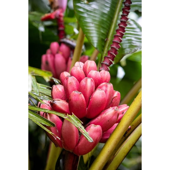 5 * Seeds DWARF PINK BANANA Velvet Musa Velutina Flowering Fruit Tree Seeds