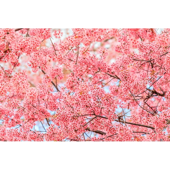 5 Seeds HIMALAYAN CHERRY Prunus Cerasoides Pink Flowers Red Fruit Tree Seeds