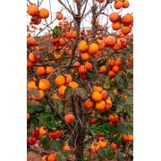 5 Seeds JAPANESE PERSIMMON Tree Asian Diospyros Kaki Orange Red Fruit