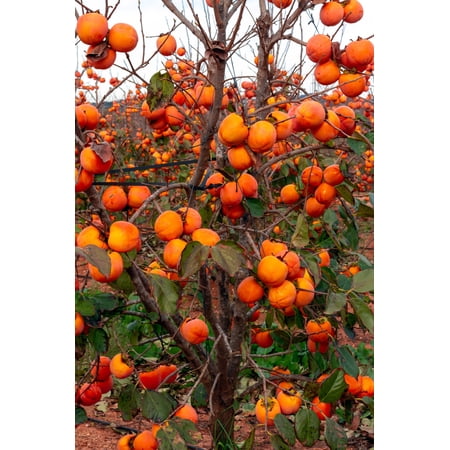 5 Seeds JAPANESE PERSIMMON Tree Asian Diospyros Kaki Orange Red Fruit