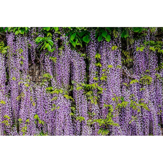 5 Seeds JAPANESE WISTERIA Floribunda Flower Purple Ornamental Vine Climber Seeds