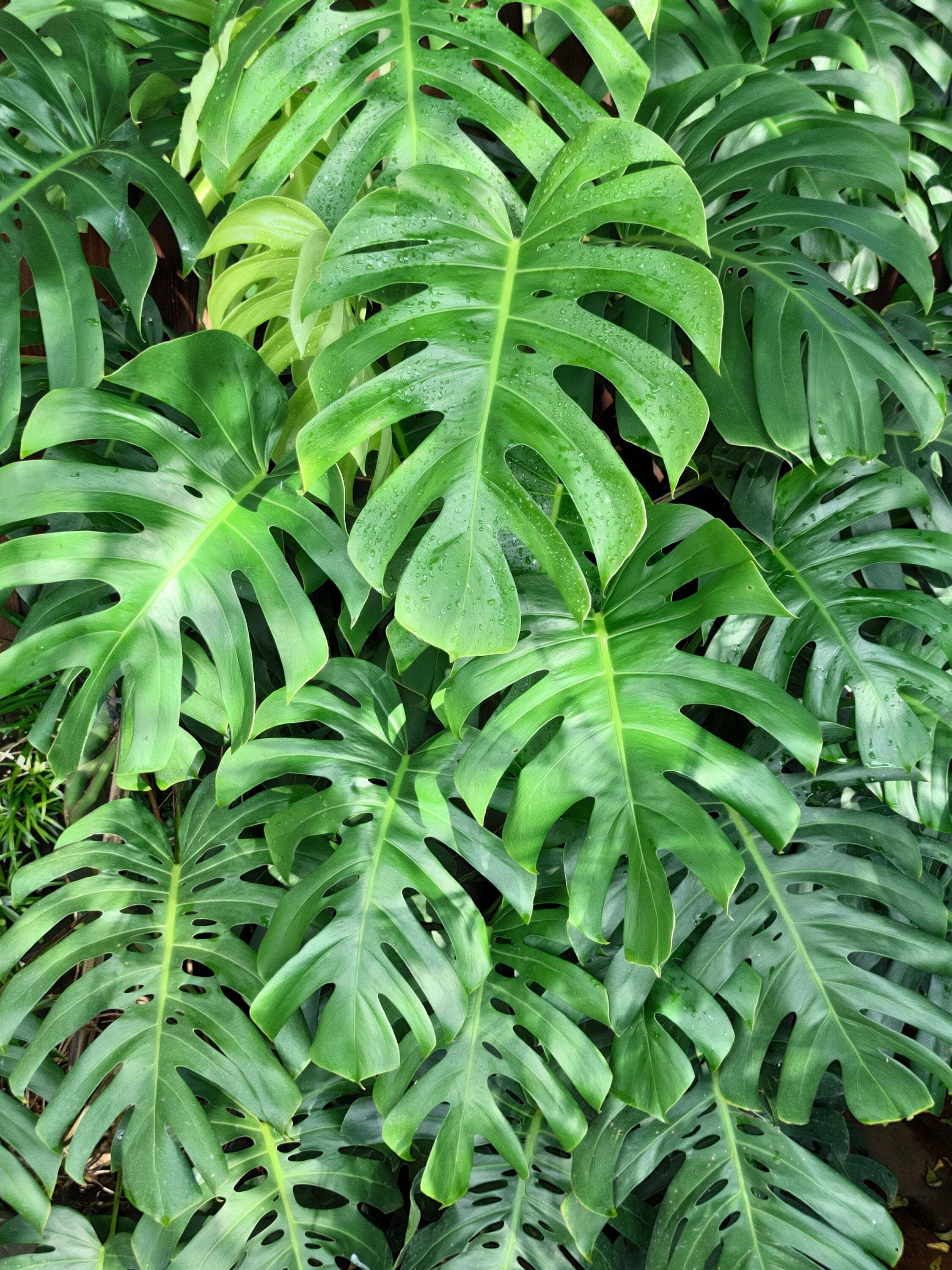 philodendron bipennifolium gold Philodendron 'Golden Violin' 6