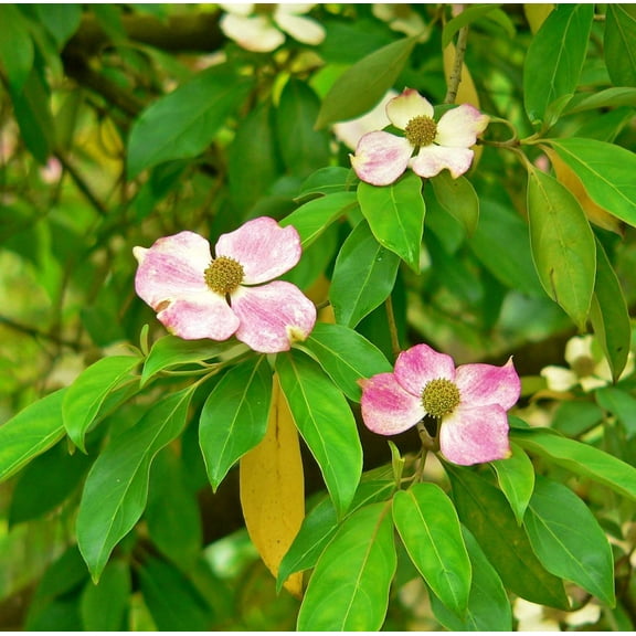 5 Seeds PINK DOGWOOD Tree Cornus Capitata Angustata Kousa Ornamental Flowering Tree Seeds