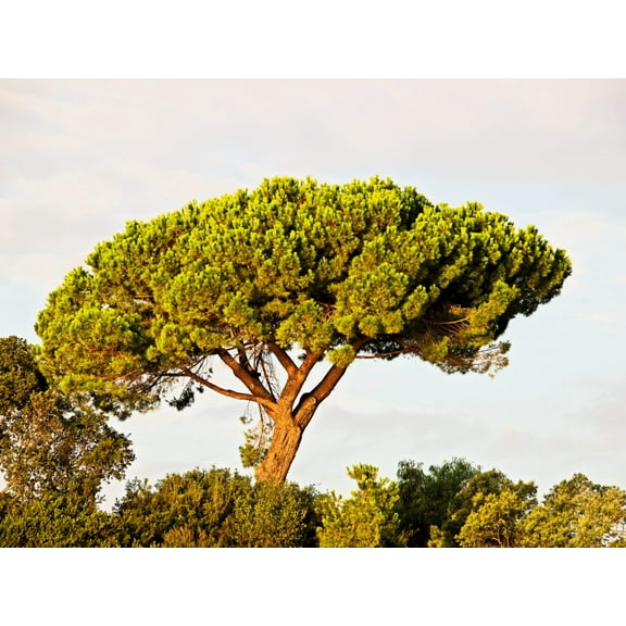 5 * Seeds Pine Nut ITALIAN STONE PINE Pinus Pinea Umbrella Tree Seeds