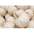 thumbnail image 1 of 5 Seeds WHITE CASPER PUMPKIN White Skin Orange Flesh Cucurbita Maxima Vegetable Seeds, 1 of 7