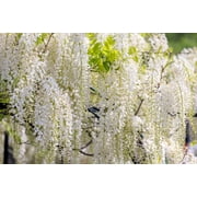 5 *Seeds WHITE WISTERIA Floribunda Alba Ornamental Japanese Flower Vine Seeds