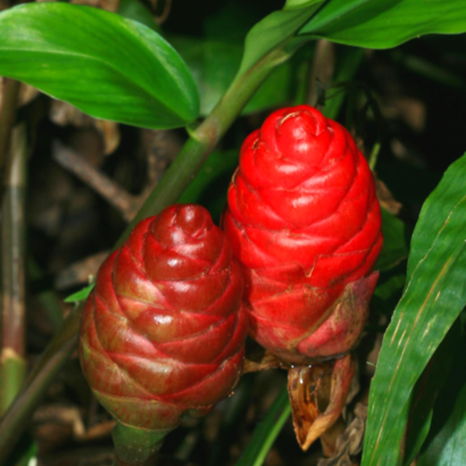 5 Shampoo Ginger Rhizomes for Planting, Red Ginger Lily Live, Zingiber