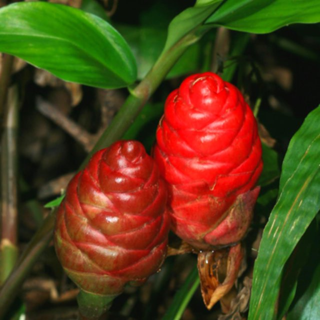 5 Shampoo Ginger Rhizomes for Planting, Red Ginger Lily Live, Zingiber