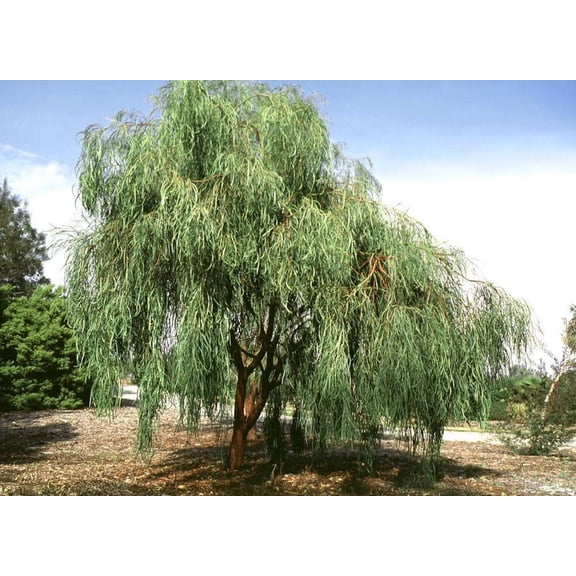 5 Shoestring Willow Seeds