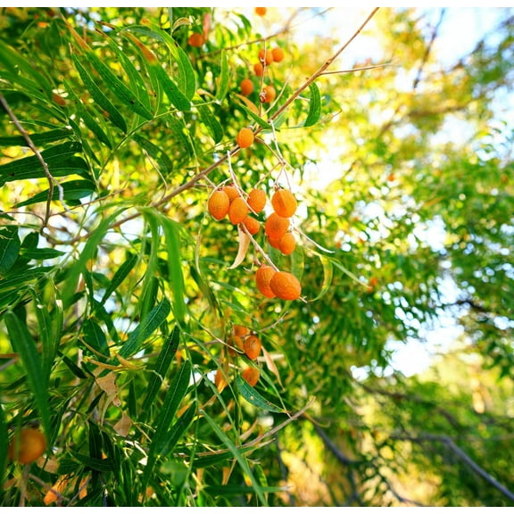 5 Soapberry Tree Seeds for Planting - Sapindus saponaria - Wingleaf Soapberry