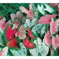 thumbnail image 1 of (5) Spectacular Exotic & Fancy Mix Caladium Bulbs, Root, Plant starts, 1 of 1