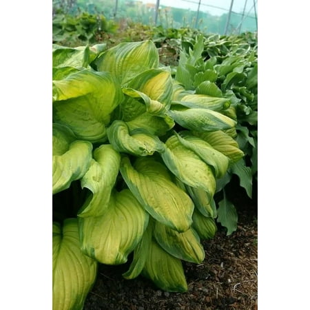 5 Stained Glass Hosta Bareroot