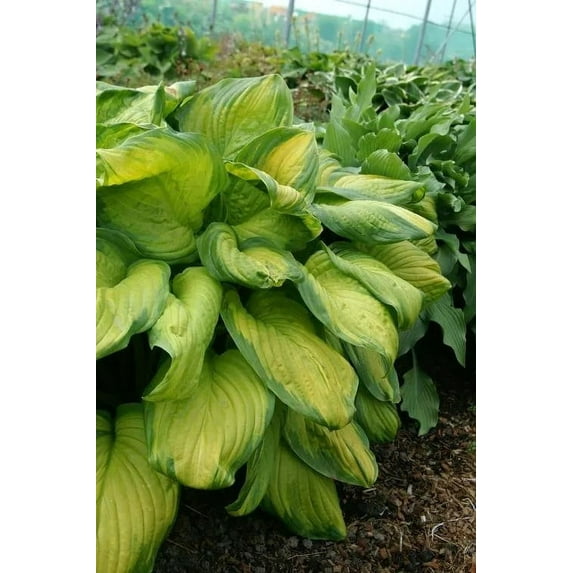 5 Stained Glass Hosta Bareroot