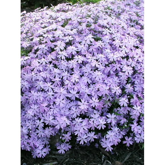 5 Strawberry Sunday Hydrangea Seeds Perennial Hardy Garden Shrub Bloom Flower