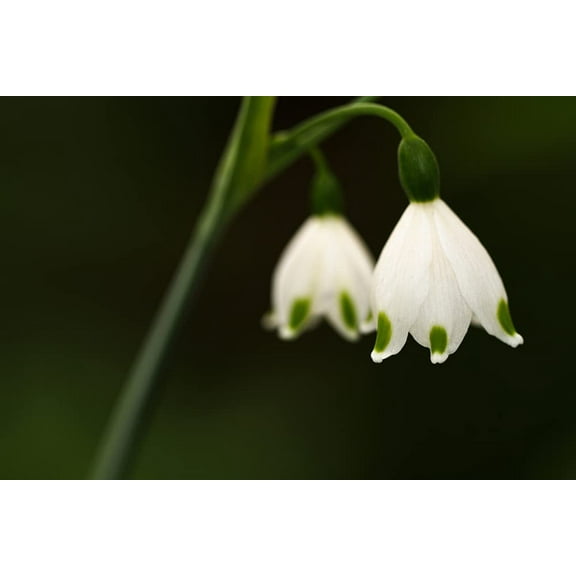 5 Summer Snowflake Bulbs for Planting - Stunning White Weeping Flowers - 5 Leucojum Bulbs to Grow