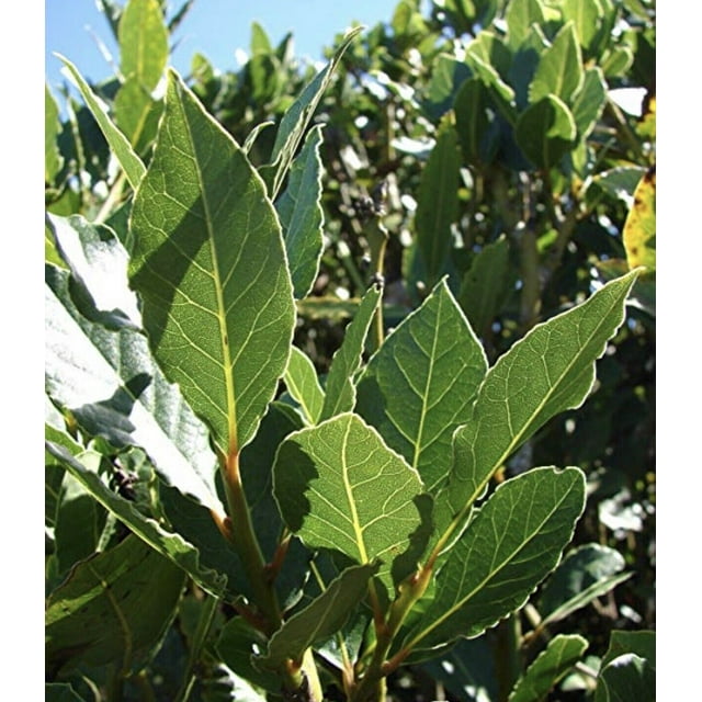 5 Sweet Laurel Bay Tree Plant Cuttings. Free US Shipping