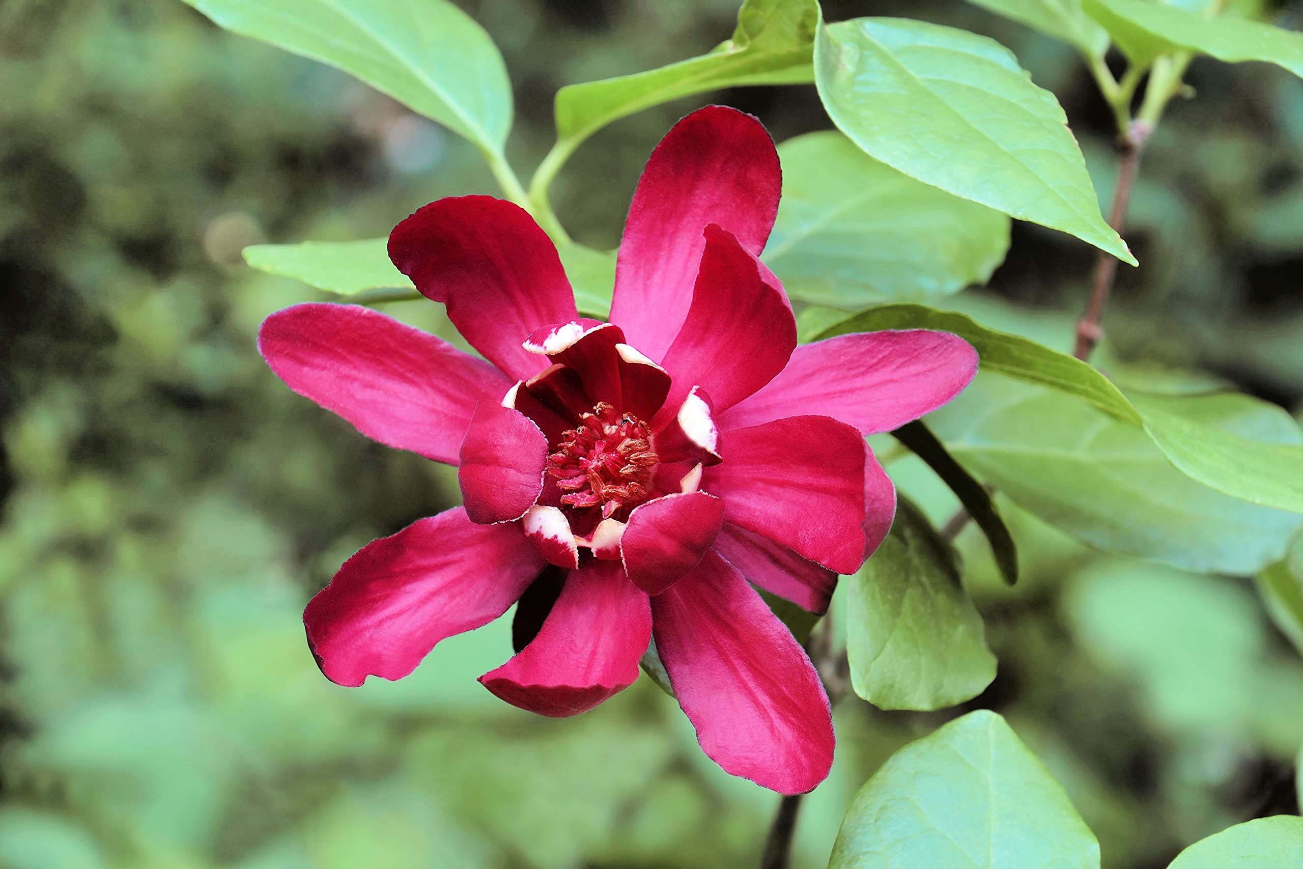 5 Sweetshrub Seeds for Planting Carolina Allspice, Fragrant