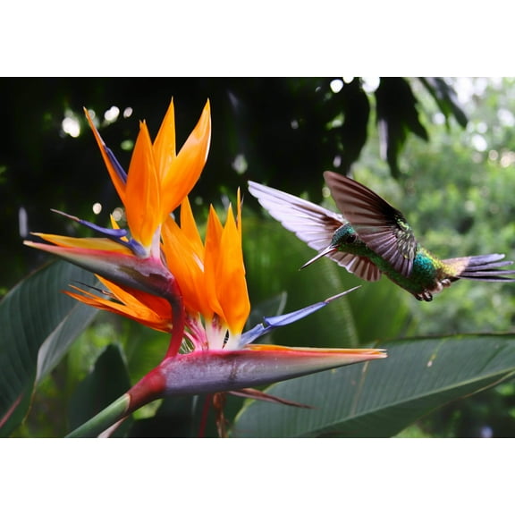 5 TROPICAL BIRD OF PARADISE Strelitzia Reginae Crane Flower Houseplant Seeds