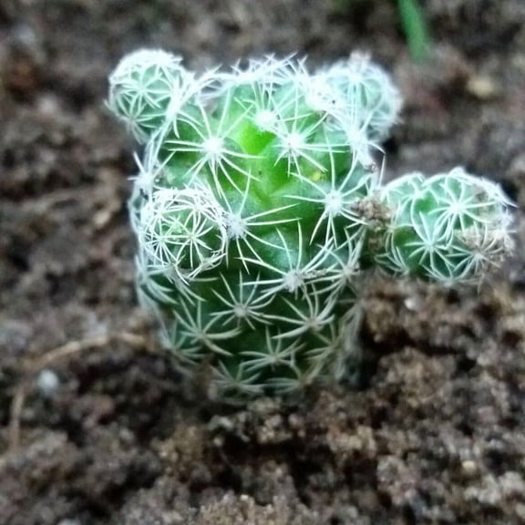 5 Thimble Cactus, Unrooted Cuttings, Rare Cactus