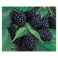 5 Thornless Blackberry Plants, Organically Grown, Best in Zone 59
