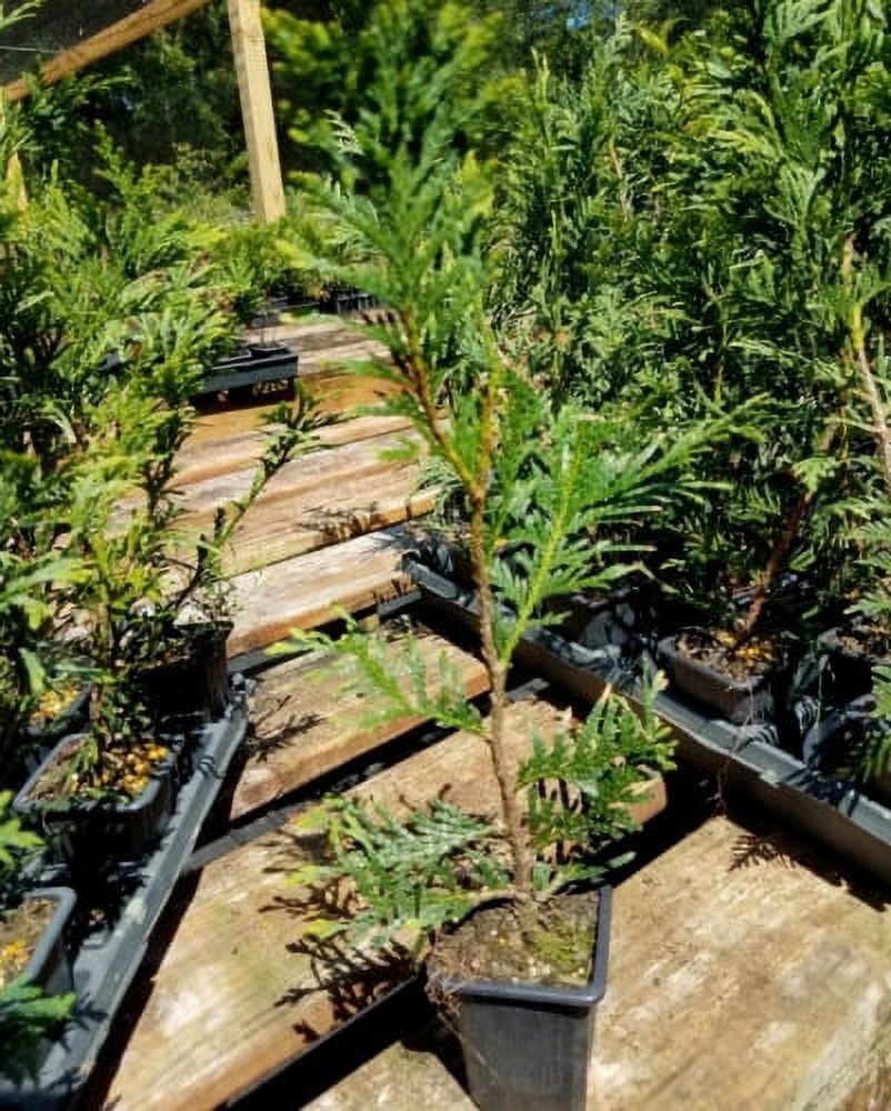 5 Thuja Green Giant Arborvitae Trees/Shrubs 612" Tall Live Plants, 2