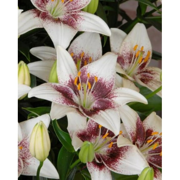 5 Tribal Kiss Lily Bulbs