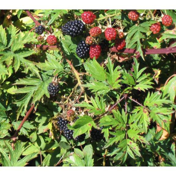 5 Triple Crown Thornless Blackberry Plants-Produce Sweet Berries-Zones: 5-9 In 3.5 inch plugs