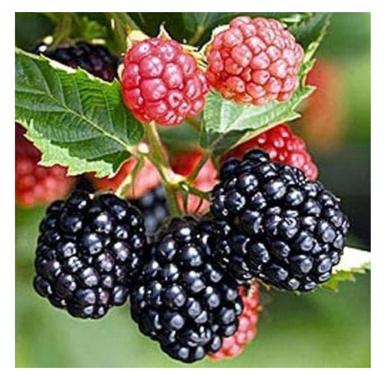 5 Triple Crown Thornless Blackberry PlantsProduce Sweet Blackberries
