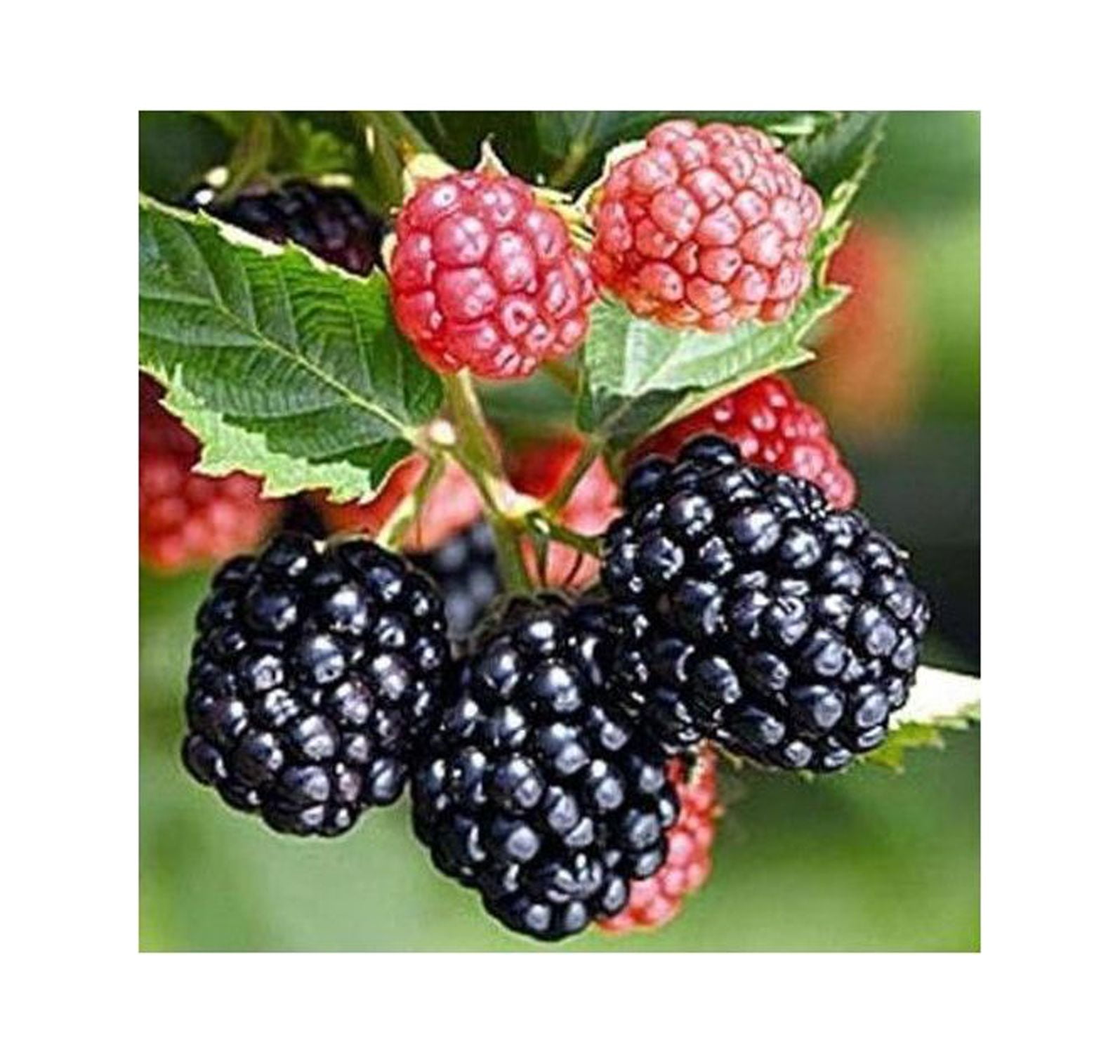 Triple Crown Thornless Blackberry PlantsProduce Sweet, 60 OFF