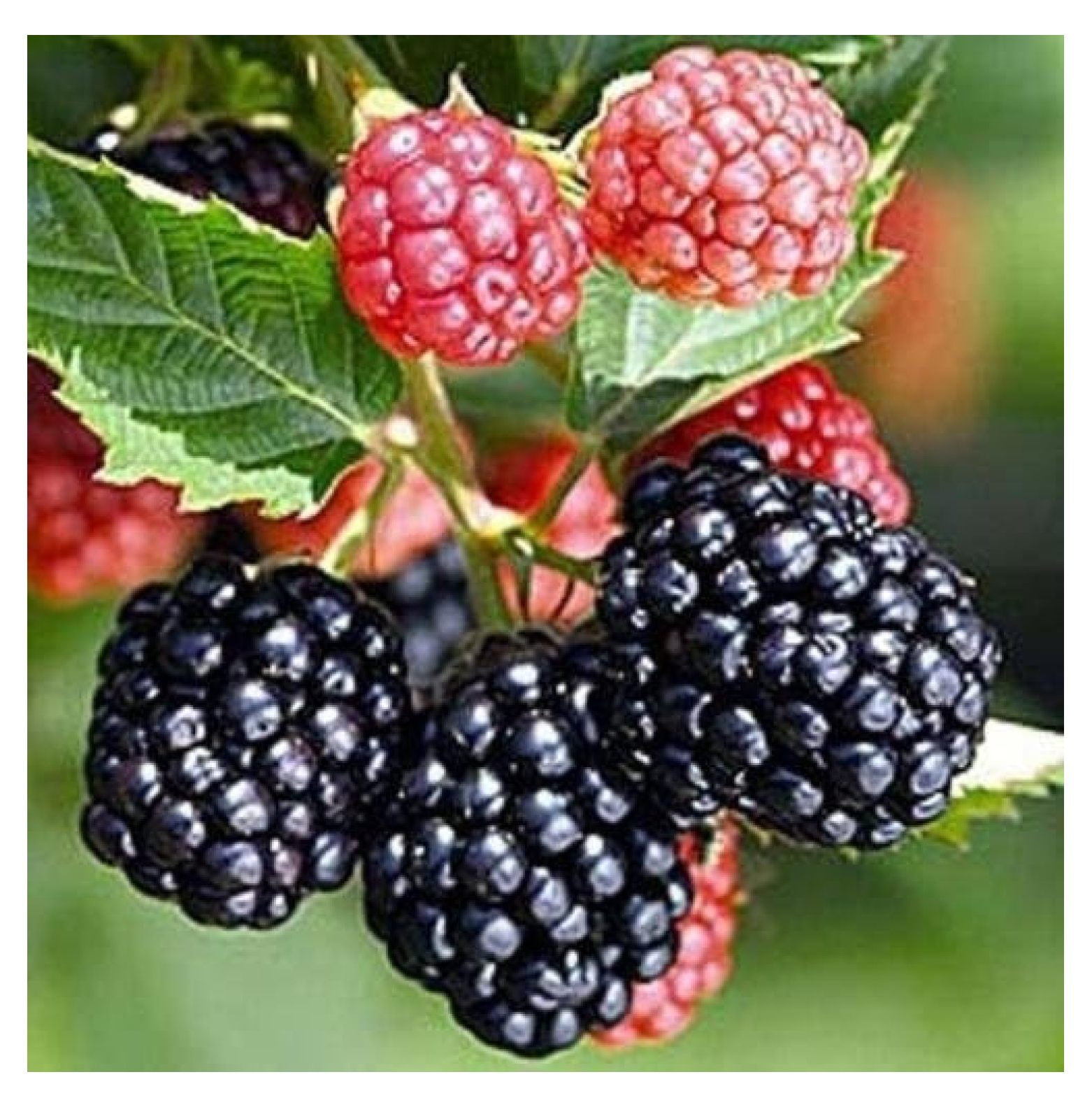 5 Triple Crown Thornless Blackberry PlantsProduce Sweet BlackberriesZones 59
