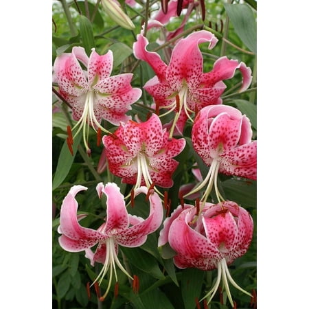 5 Uchida Rubrum Lilium/ Wild Lily of Japan Bulbs