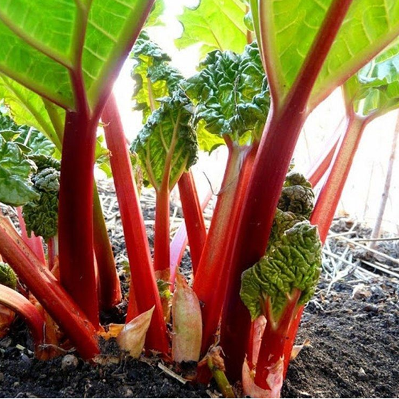 5 Victoria Rhubarb Plants for Planting, Bare Root Rhubarb Crowns 46 Inch, Perennial Vegetable Plant for Outdoor Growing
