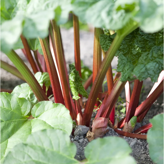 5 Victoria Rhubarb Roots for Planting, Bare Root Rhubarb Crowns 46 Inch, Perennial Vegetable Plants for Backyard Garden