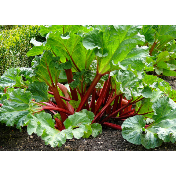 5 Victoria Rhubarb Roots for Planting, Bare Root Rhubarb Crowns 46 Inch Tall, Perennial Rhubarb Vegetable Plants for Outdoor Garden