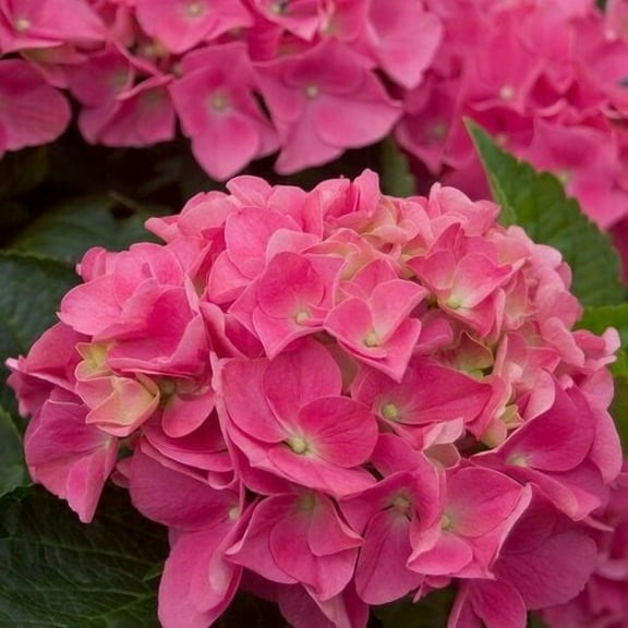 5 Vienna Pink Hydrangea Seeds Perennial Hardy Garden Shrub Bloom Flower