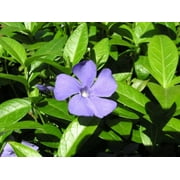 5 نباتات صغيرة من فينكا نكة/فينكا - غلاف أرضي هاردي في أوعية مقاس 3.5 بوصة