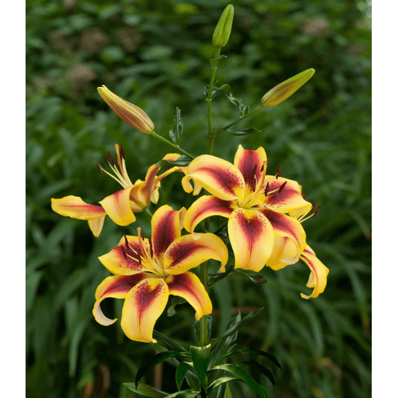 5 Vive La Vida Lily Bulbs