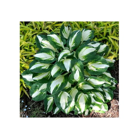 5 Vulcan Hosta Bareroot