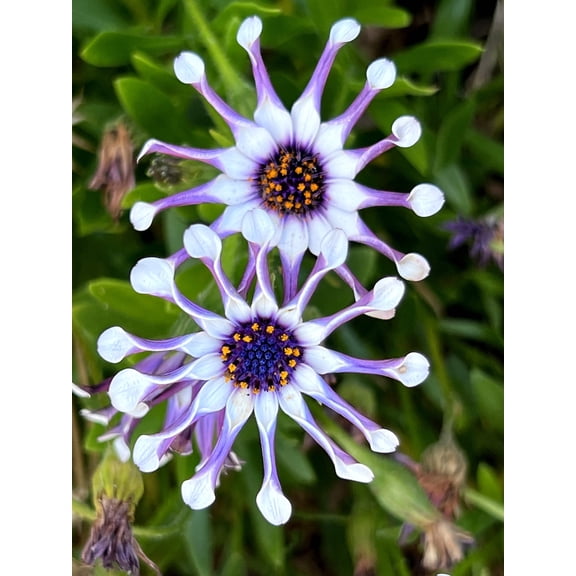 5 WHIRLIGIG OSTEOSPERMUM Fruticosum Pinwheel African Cape Daisy Flower Seeds