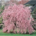 thumbnail image 1 of Green River 5 Weeping Pink Cherry Tree Seeds – Early Spring Blossom Ornamental Tree – Fragrant Cherry Garden Accent, 1 of 12