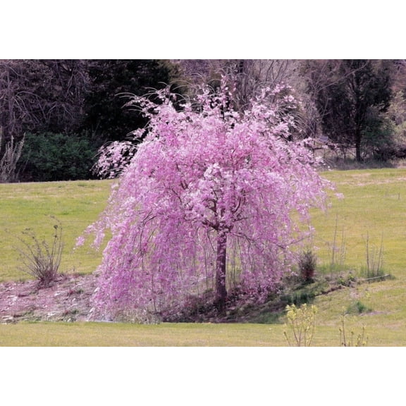 Green River 5 Weeping Purple Cherry Tree Seeds - Fragrant White Blossoms for Early Spring Gardening & Ornamental Landscaping
