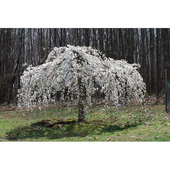 Green River 5 Weeping White Cherry Tree Seeds Early Spring Blossom Ornamental Tree Fragrant Cherry Garden Accent