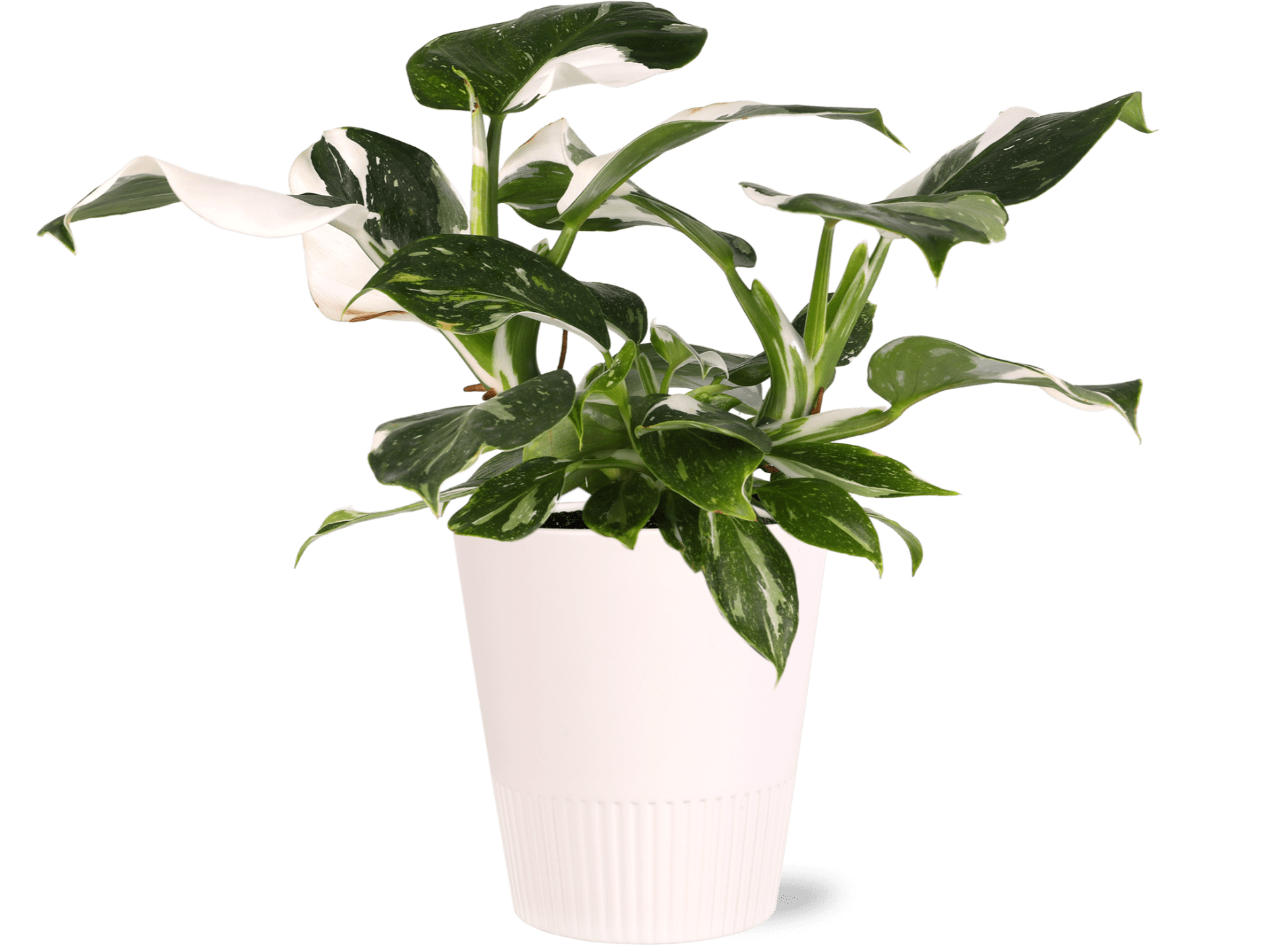 5 White Knight Philo in White Ceramic Live Plant