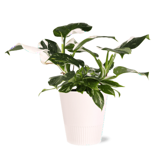 5 White Knight Philo in White Ceramic Live Plant